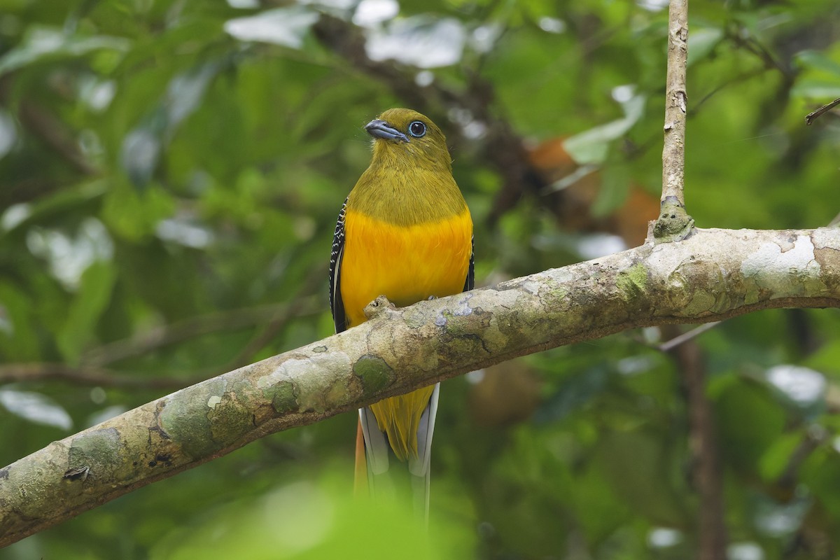 Orange-breasted Trogon - ML646996578