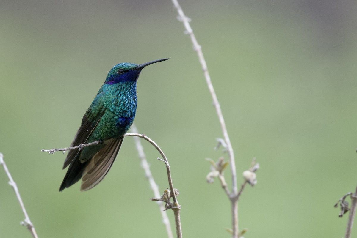 fiolørekolibri - ML646996579