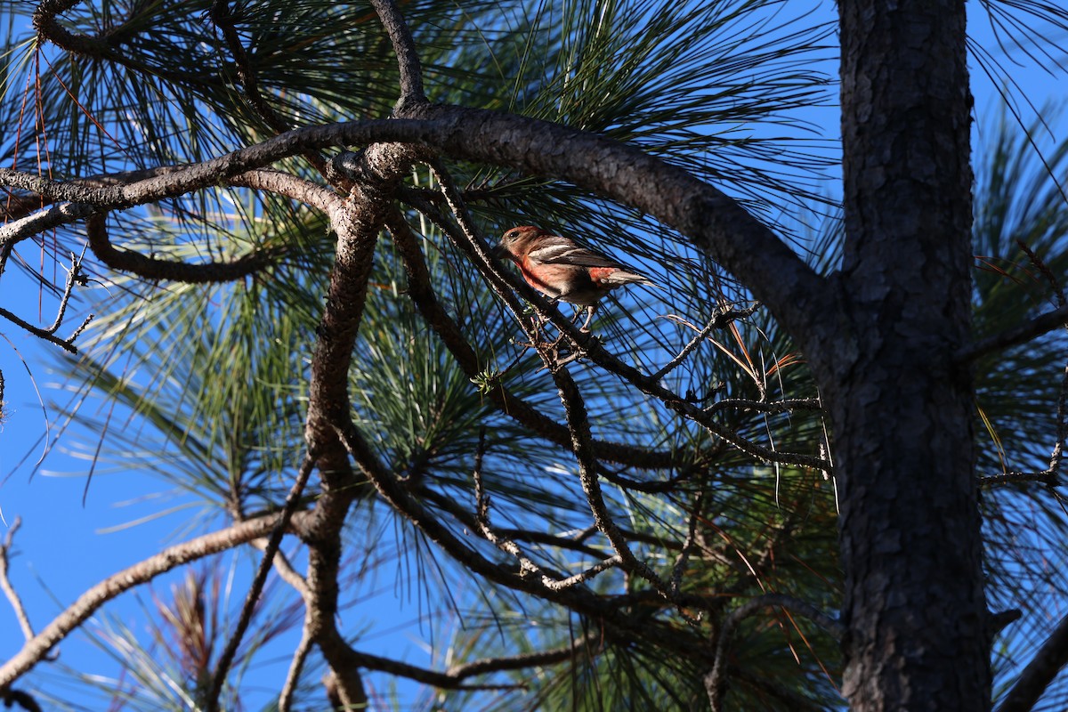 Piquituerto de la Española - ML646996581