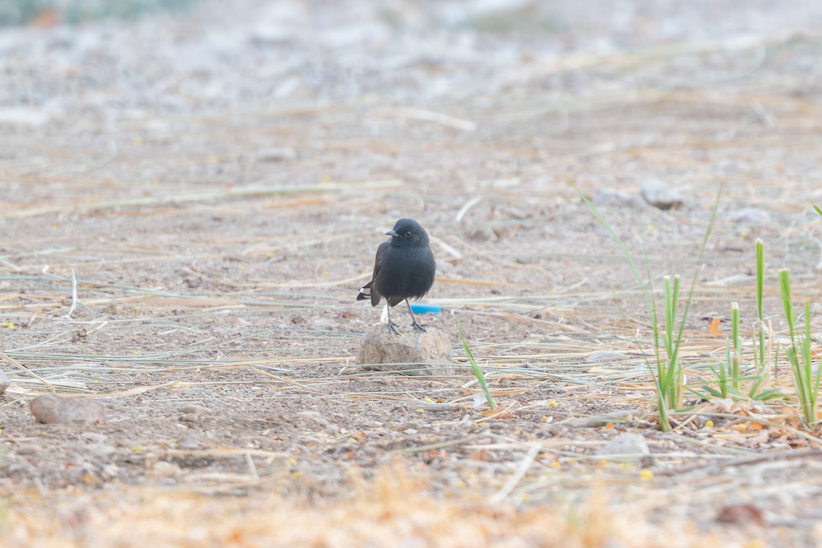 חמריה שחורה - ML646996582
