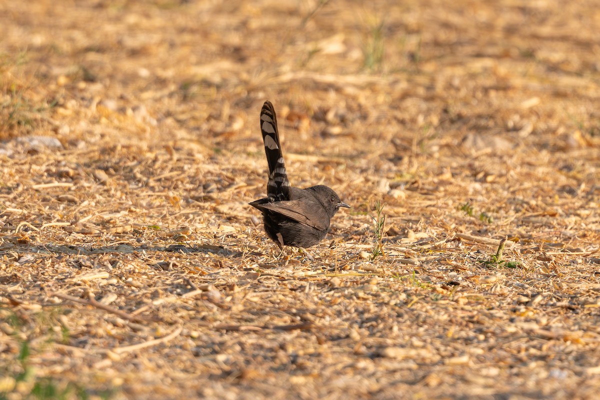חמריה שחורה - ML646996583