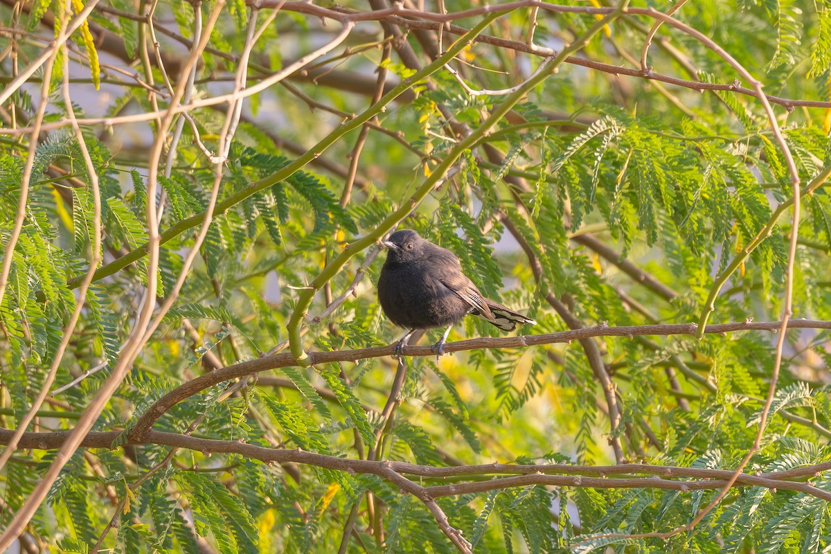 חמריה שחורה - ML646996584