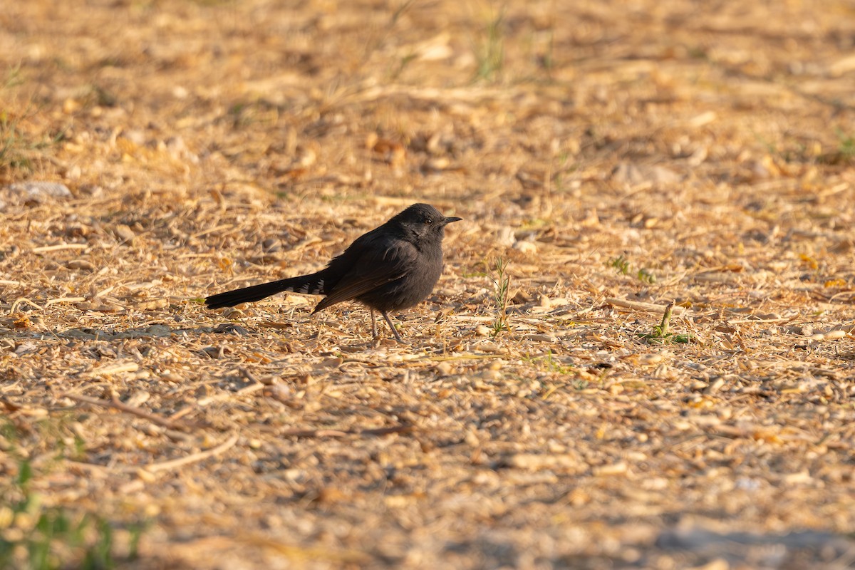 חמריה שחורה - ML646996585
