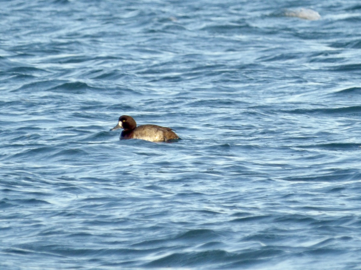 Bergente - ML646996586