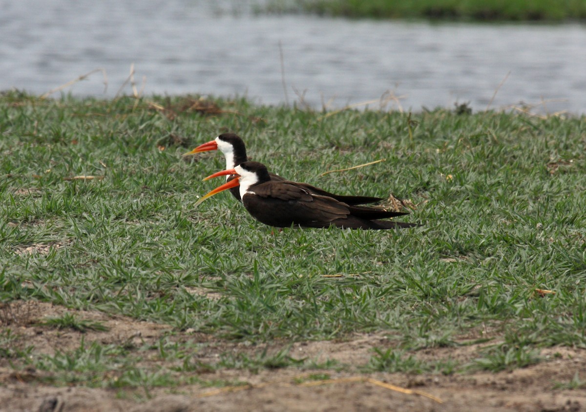 afrikasaksenebb - ML646996589