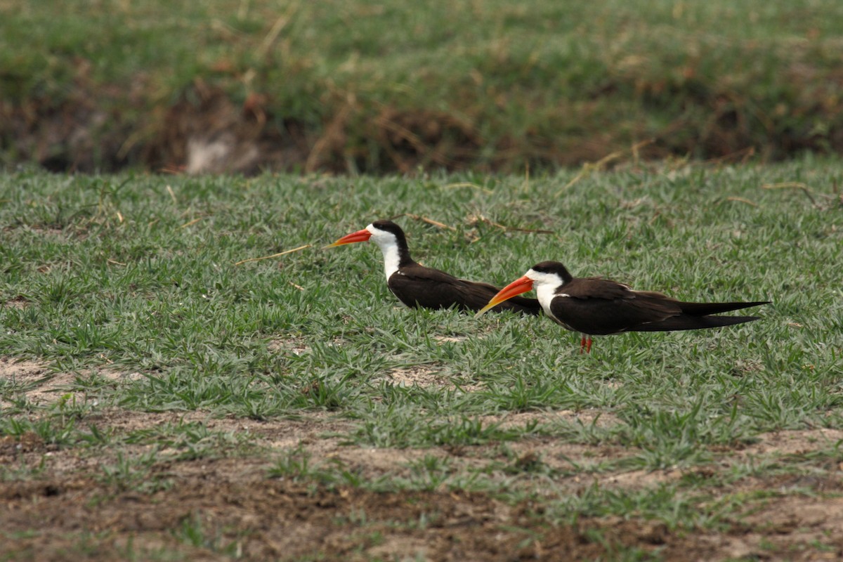 afrikasaksenebb - ML646996590