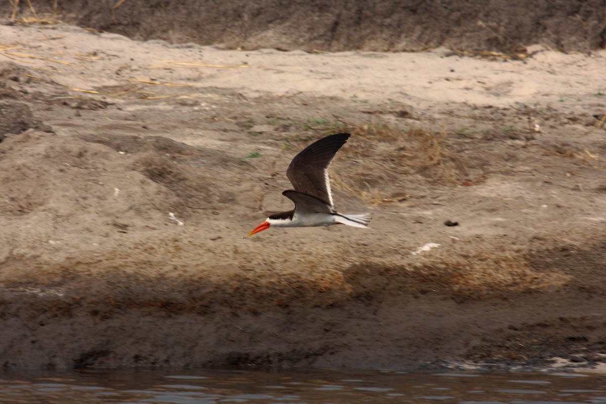 afrikasaksenebb - ML646996591