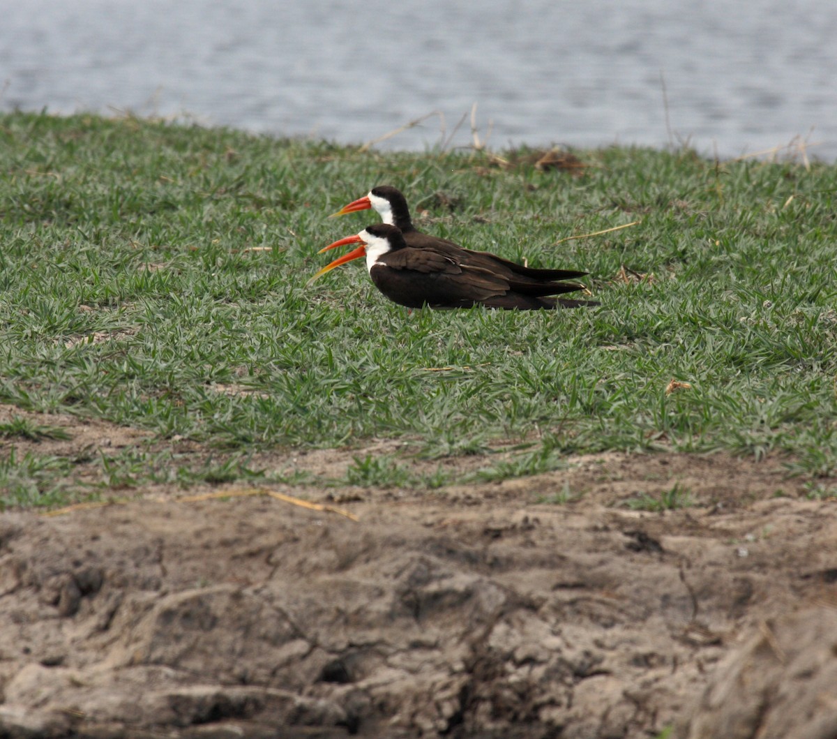 afrikasaksenebb - ML646996592