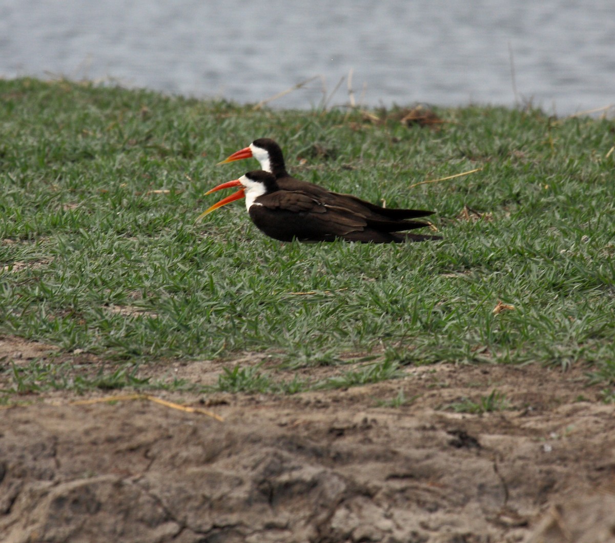 afrikasaksenebb - ML646996593