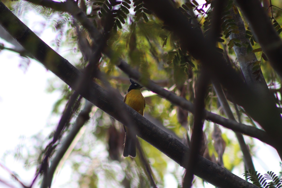 Black-crested Bulbul - ML646996595