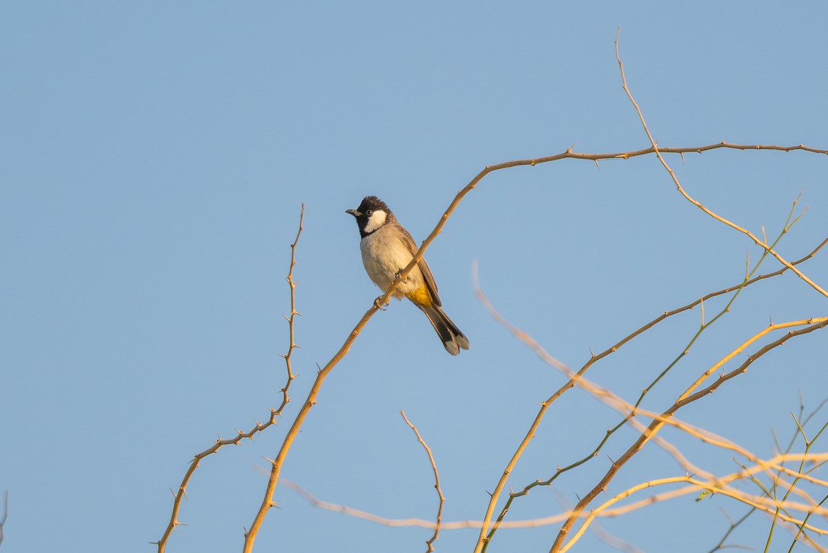 בולבול לבן-לחיים - ML646996597