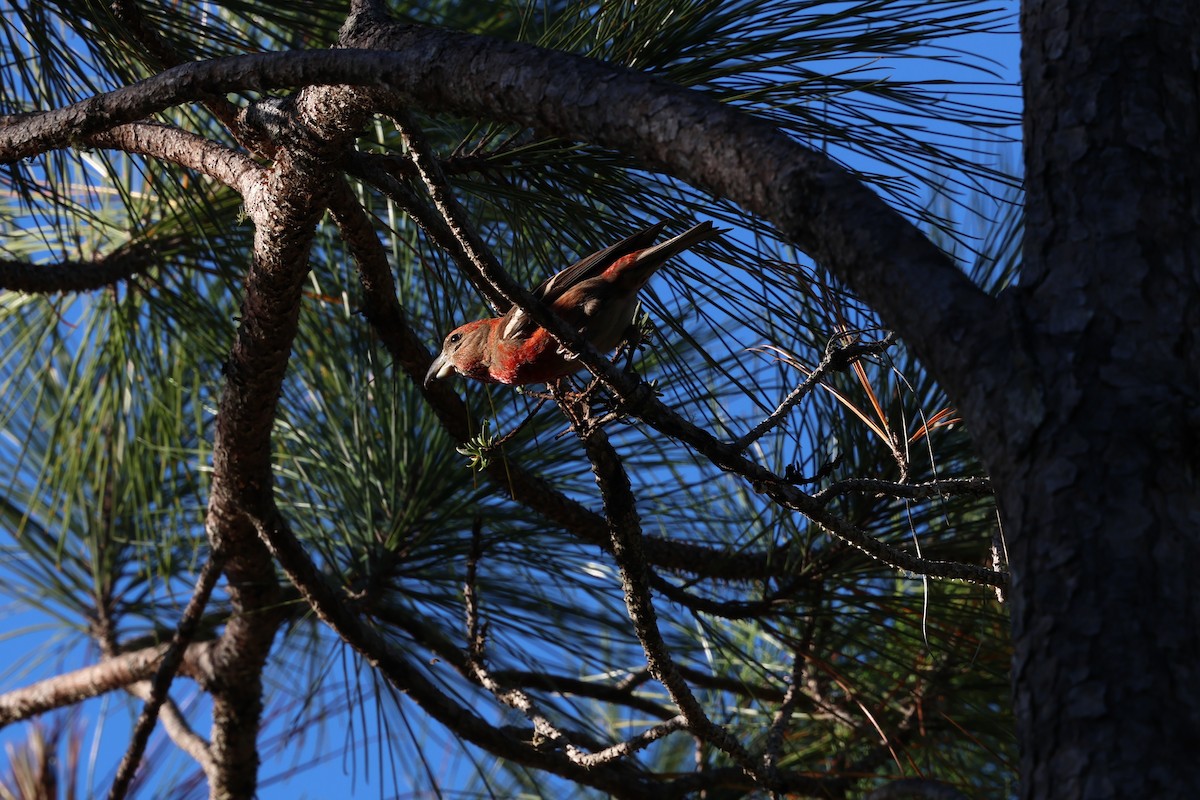 Piquituerto de la Española - ML646996601