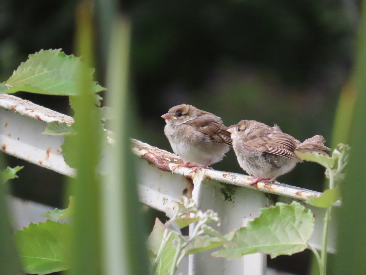 イエスズメ - ML646996602