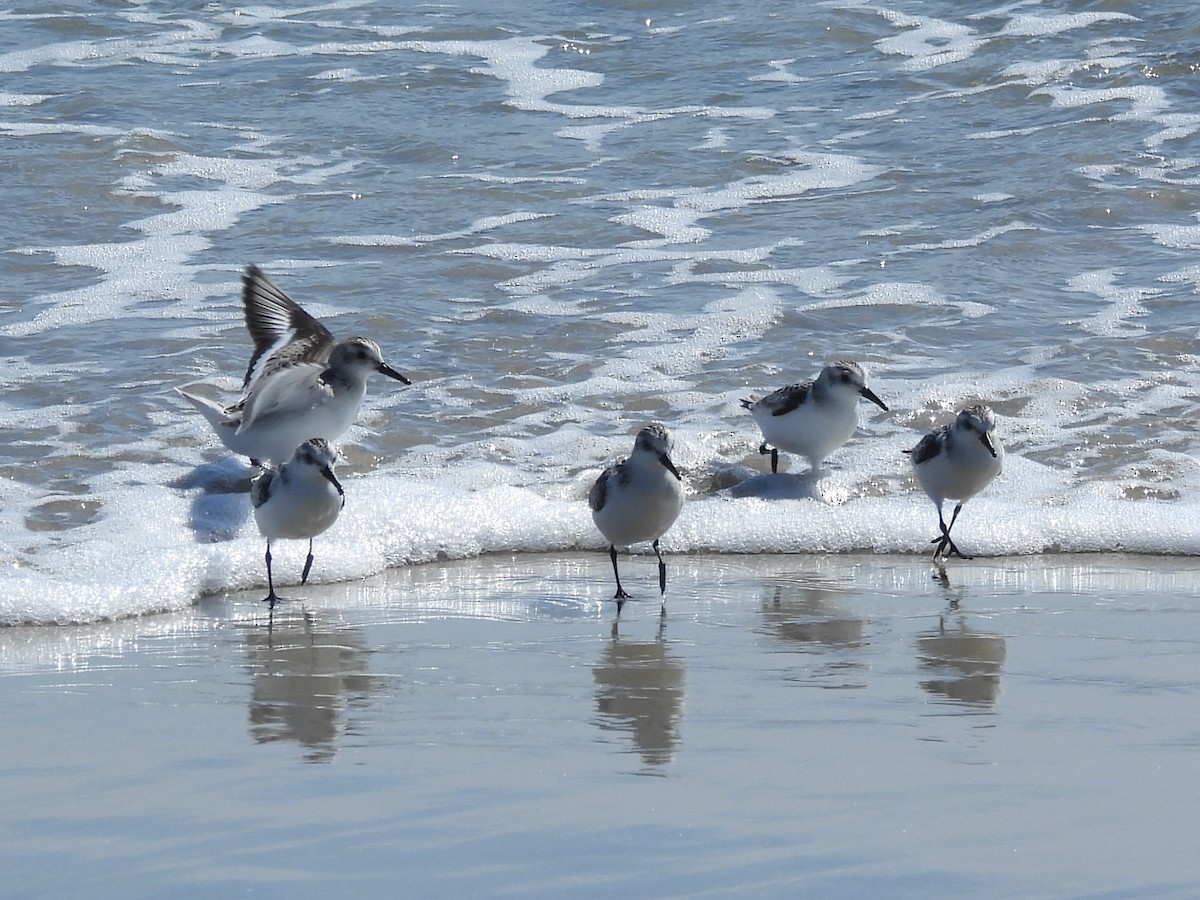 sandløper - ML646996604