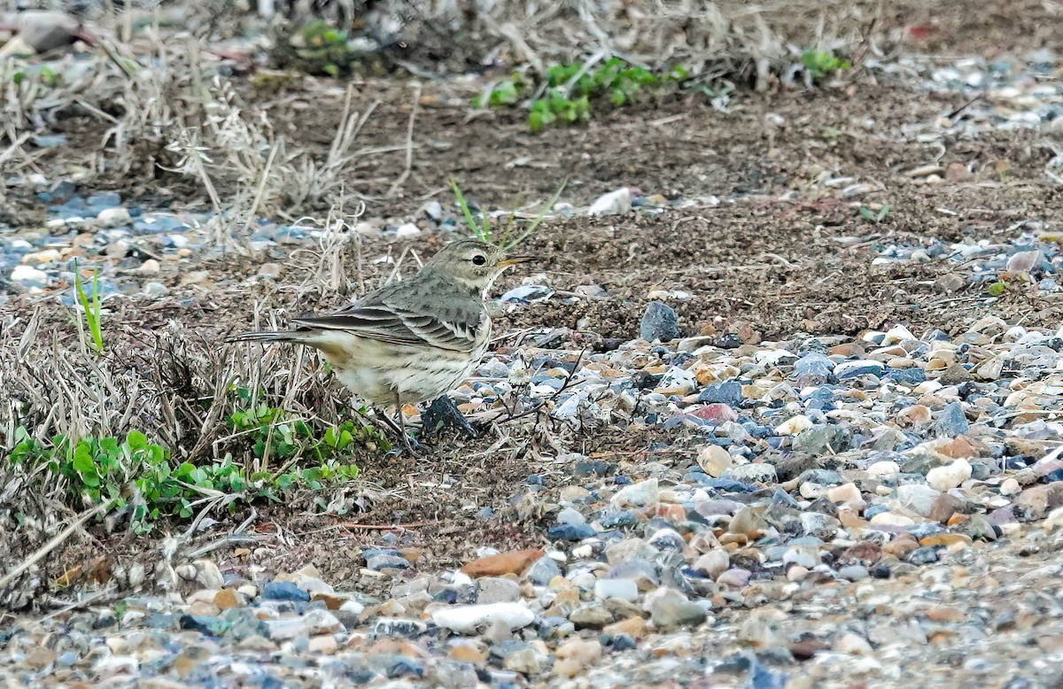 American Pipit - ML646996605