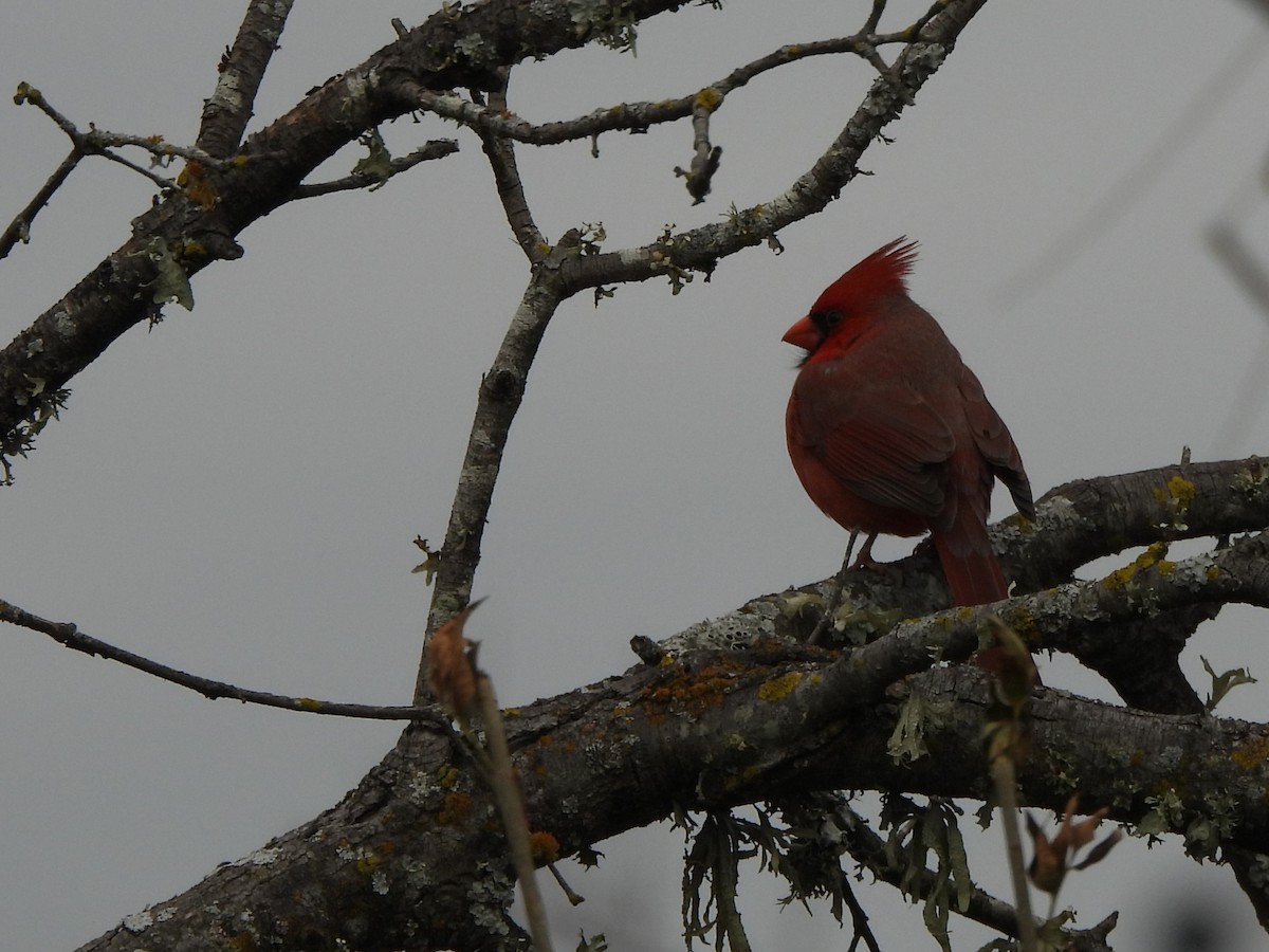 Northern Cardinal - ML646996606