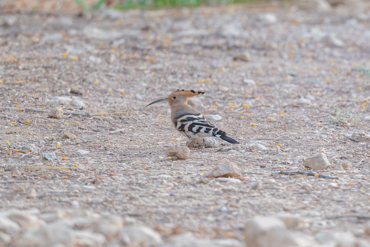 Common Hoopoe - ML646996607