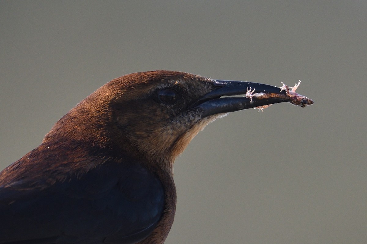 Boat-tailed Grackle - ML646996608