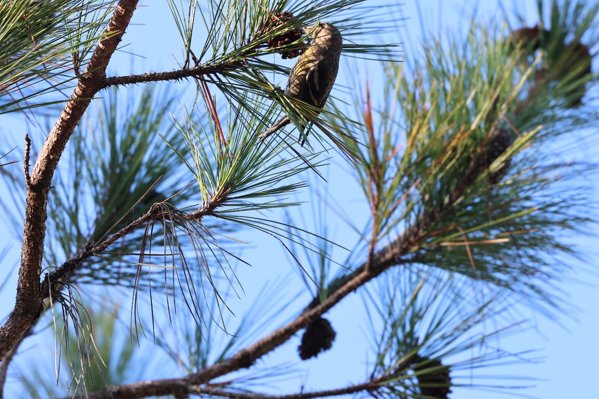 Hispaniolan Crossbill - ML646996609