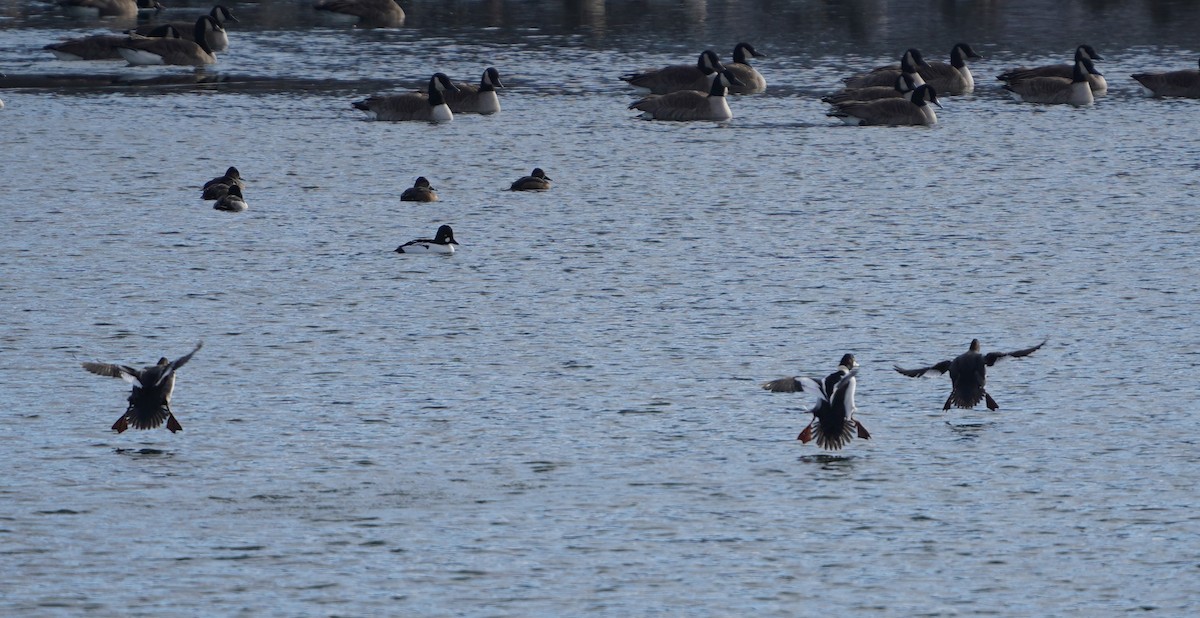 Common Goldeneye - ML646996610