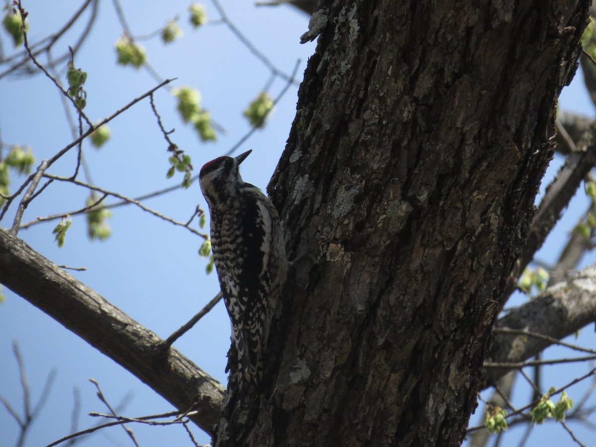 Chupasavia Norteño - ML646996611