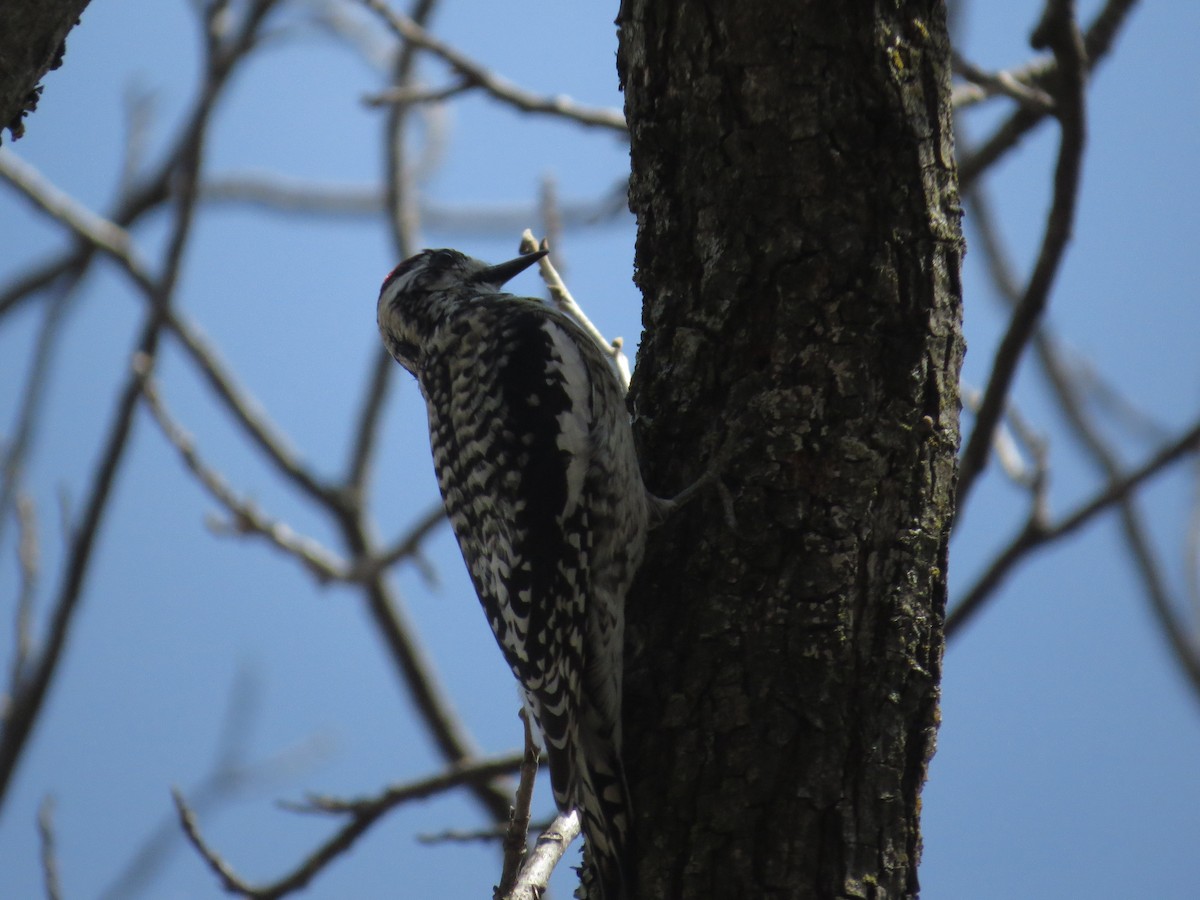 Chupasavia Norteño - ML646996612