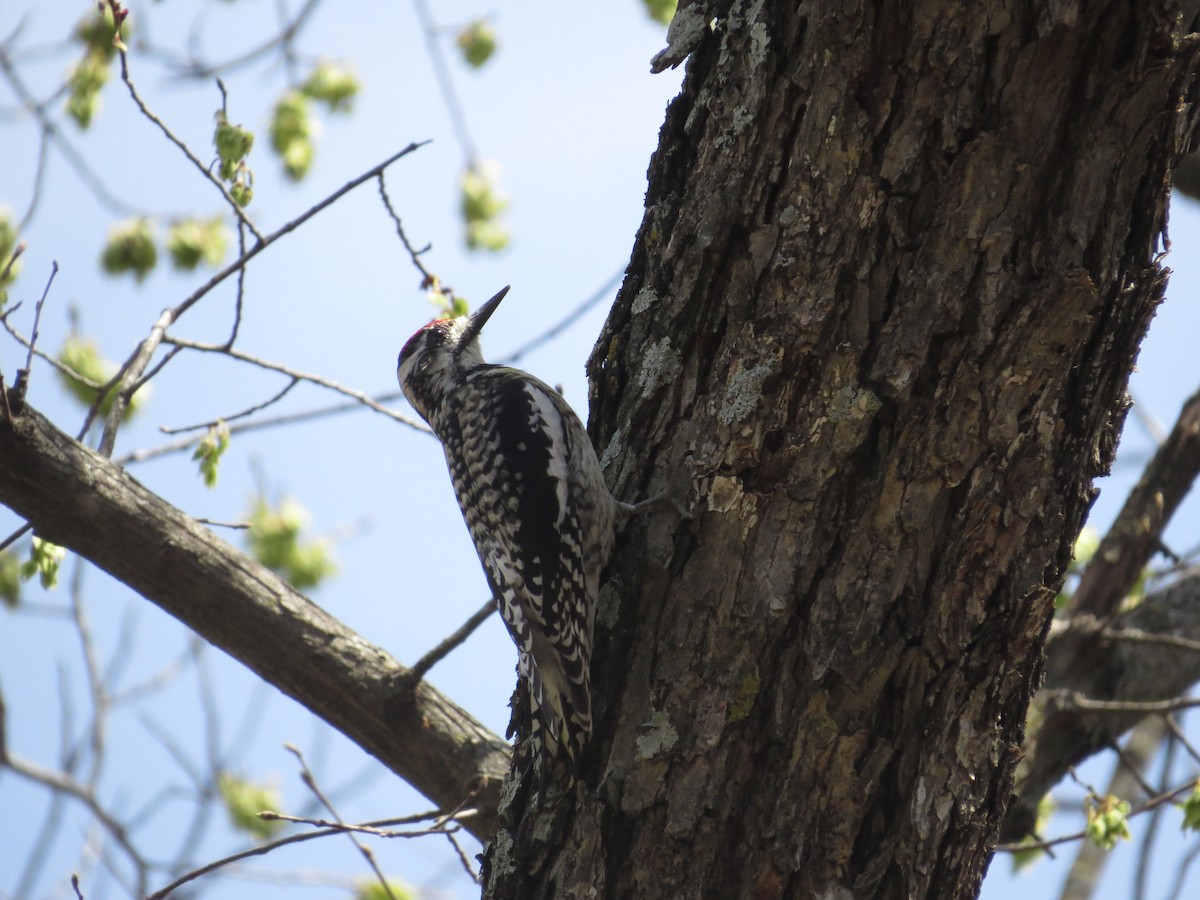 Chupasavia Norteño - ML646996613