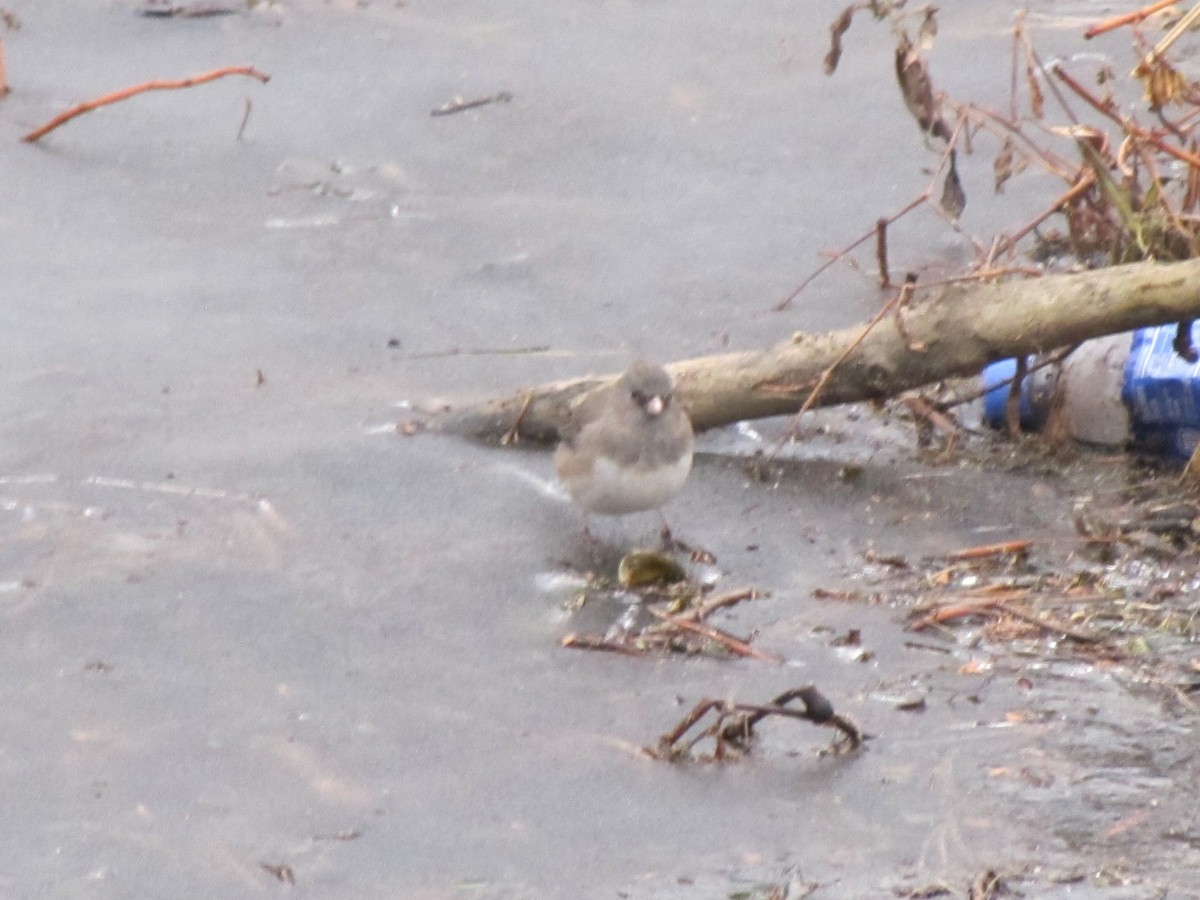 Dark-eyed Junco - ML646996614
