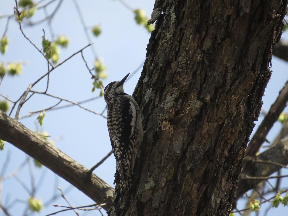 Chupasavia Norteño - ML646996615