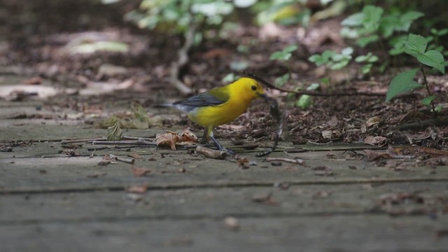 Zitronenwaldsänger - ML646996617