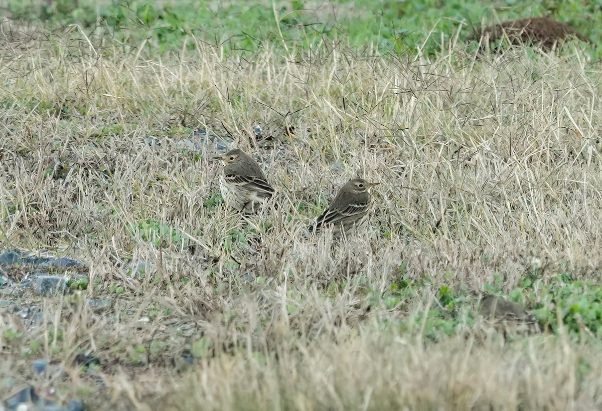 American Pipit - ML646996620