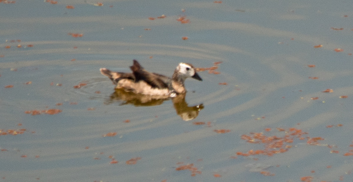 Cotton Pygmy-Goose - ML646996621