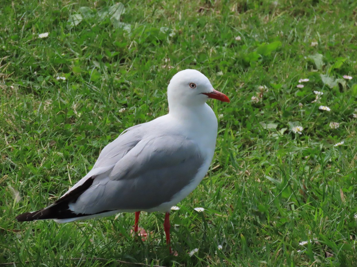 Silver Gull - ML646996623