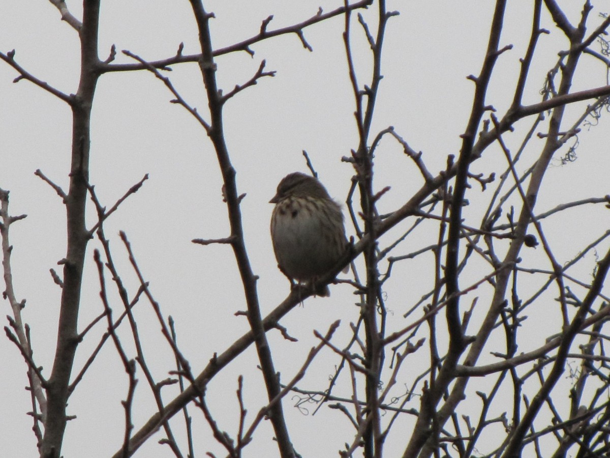 Song Sparrow - ML646996625