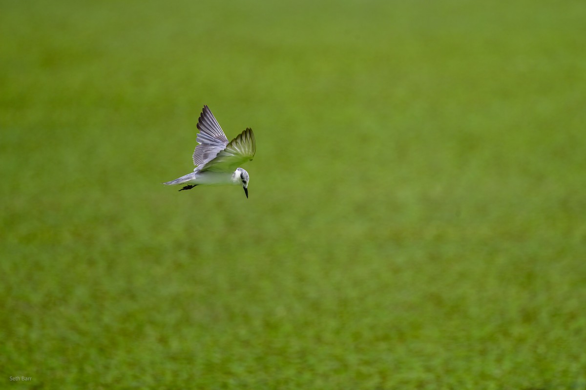 Whiskered Tern - ML646996626