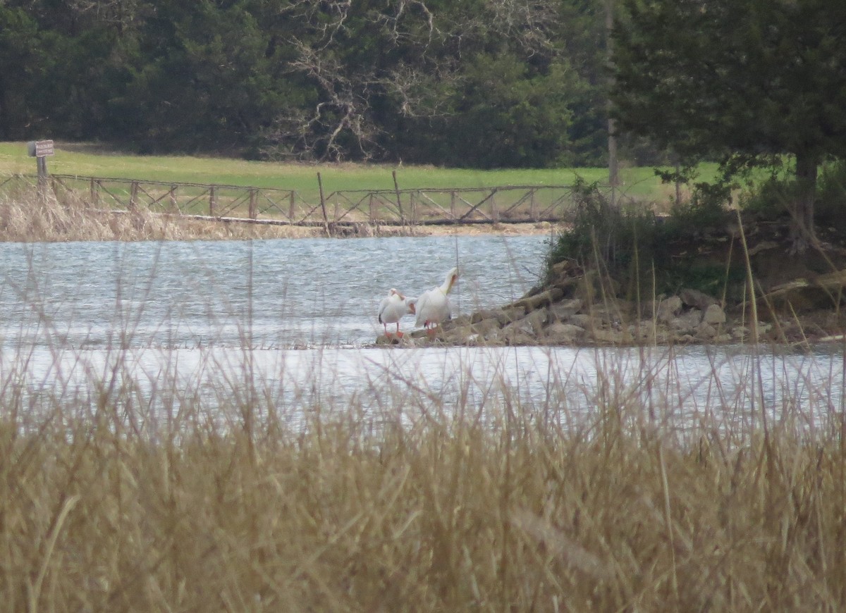 Pelícano Norteamericano - ML646996628