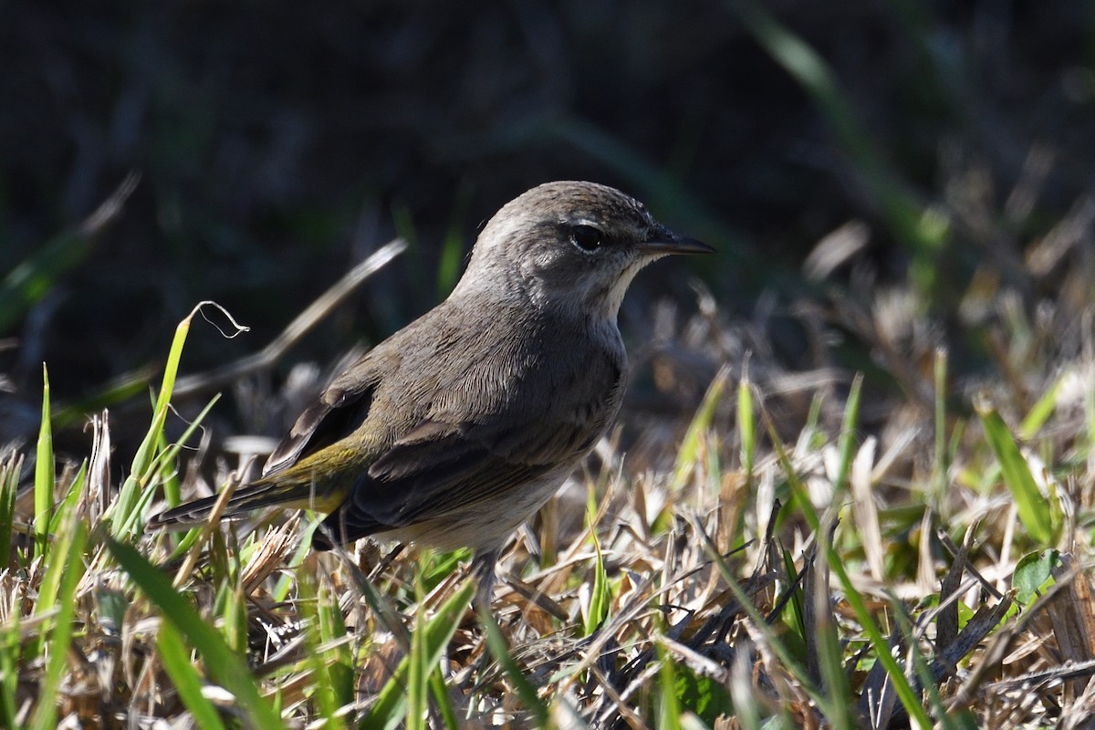 Palm Warbler - ML646996629
