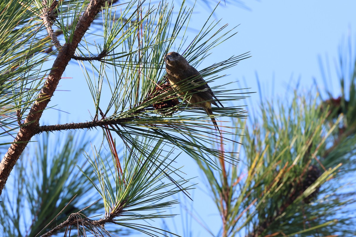 Hispaniolan Crossbill - ML646996631