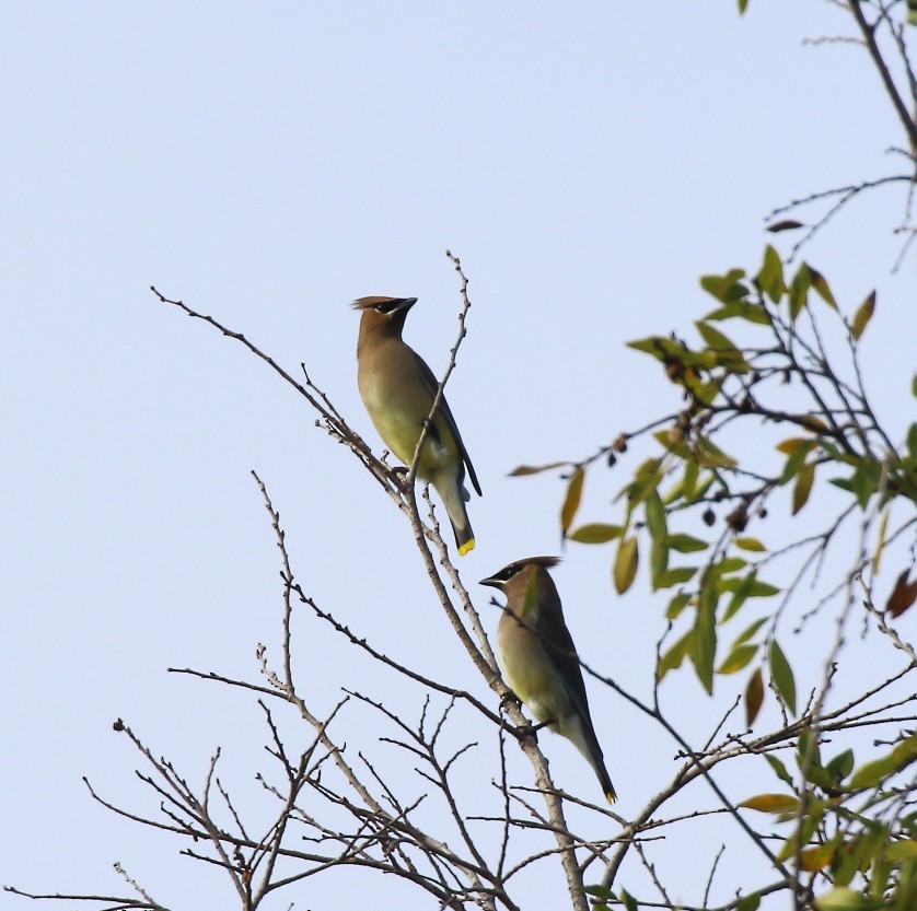 Cedar Waxwing - ML646996632