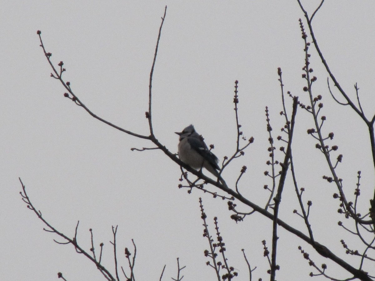 Blue Jay - ML646996633