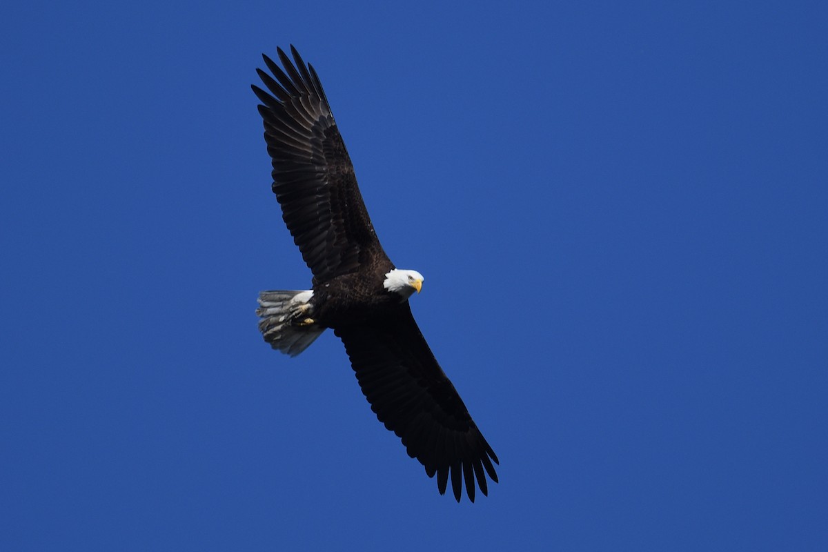 Bald Eagle - ML646996635