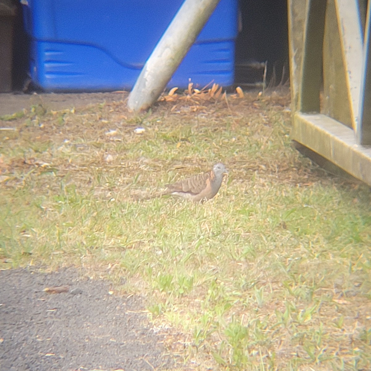 Tortolita Humeral - ML646996637