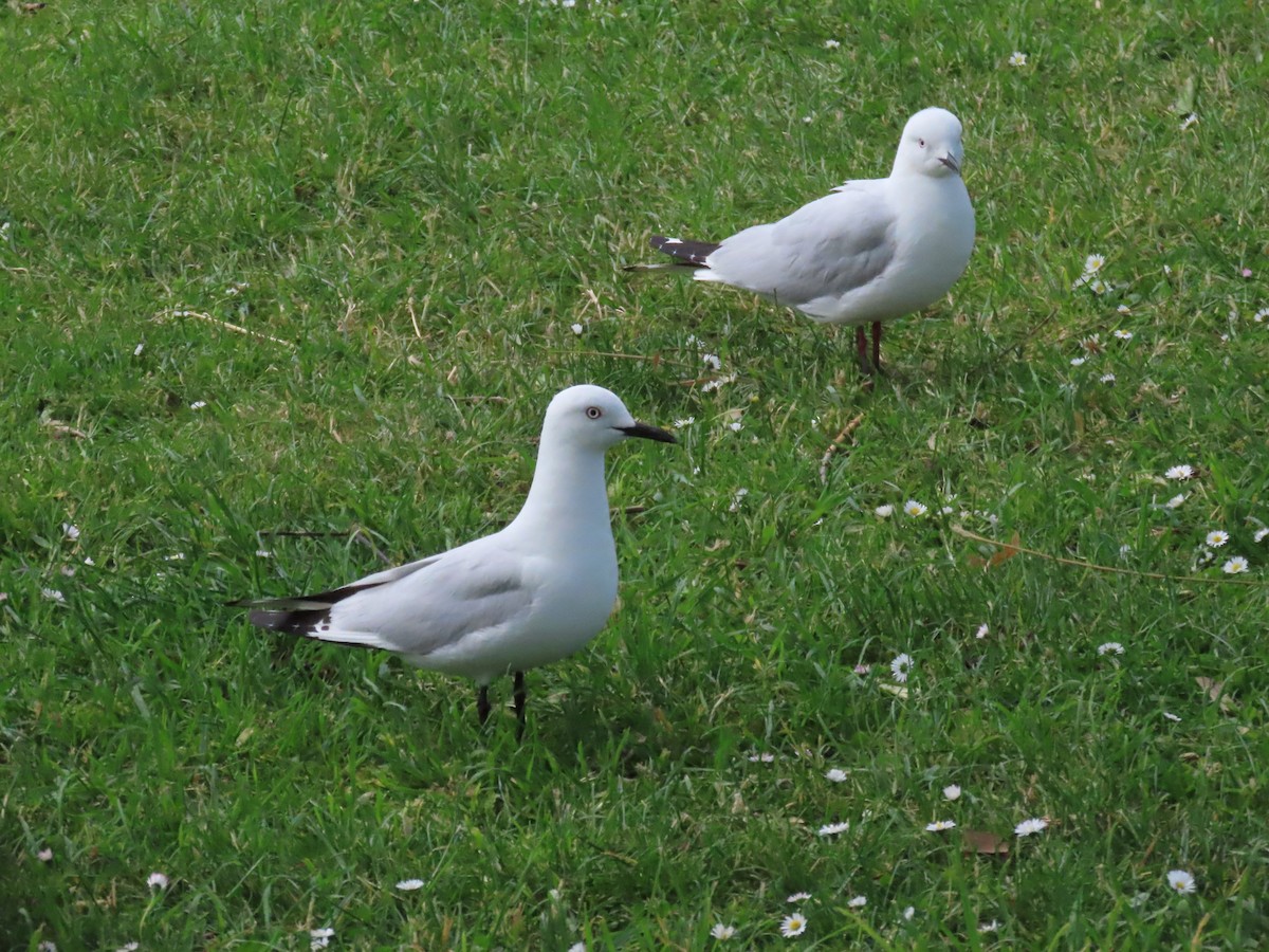 ハシグロカモメ - ML646996639