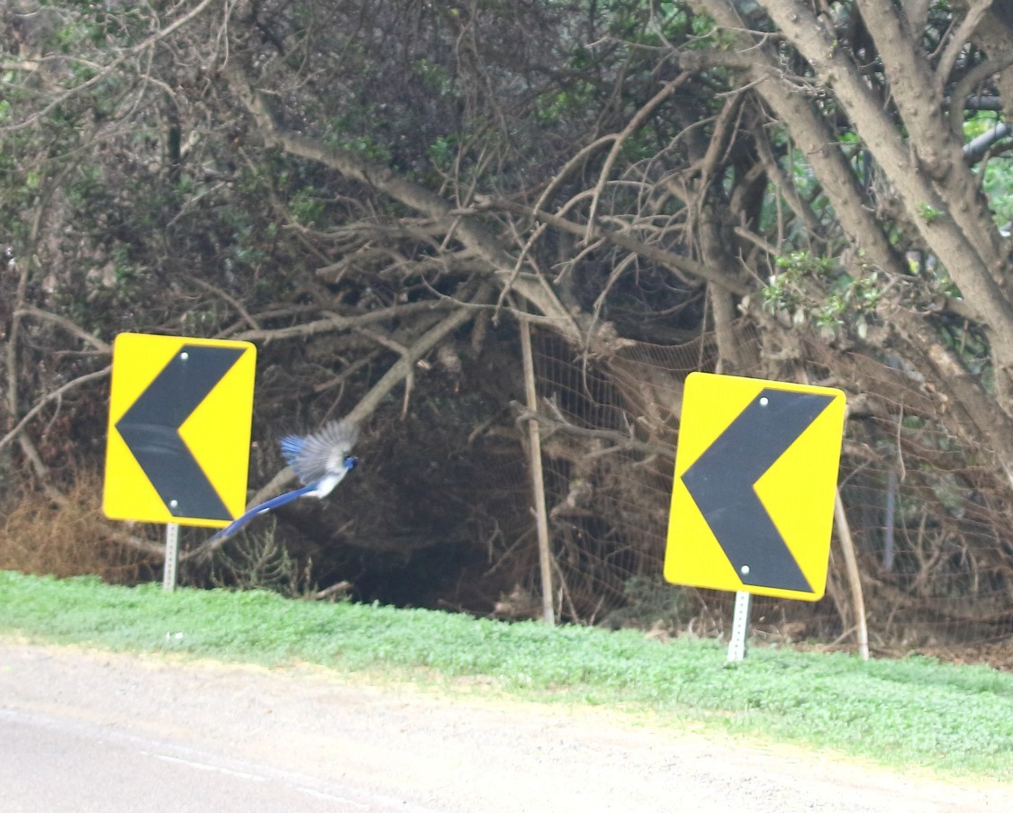 Сойка чорногорла - ML646996642