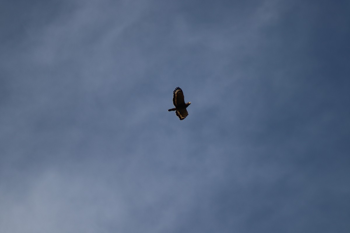 Crested Serpent-Eagle (Crested) - ML646996644