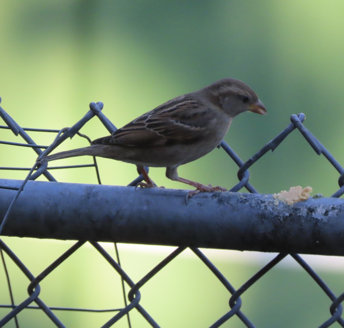 Карнатка білоброва - ML646996646