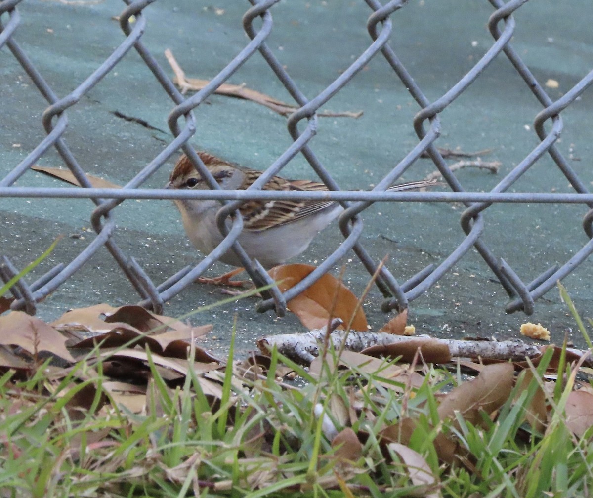 Карнатка білоброва - ML646996647