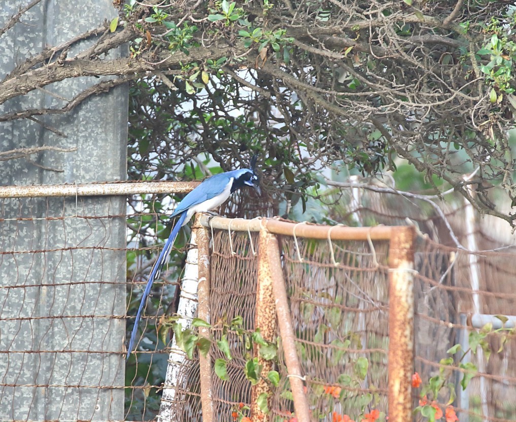 Сойка чорногорла - ML646996648