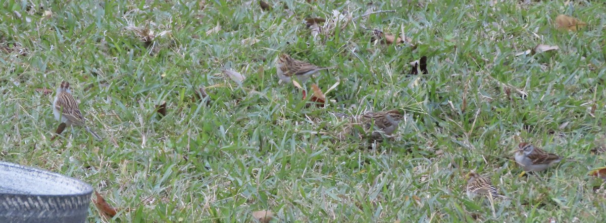 Карнатка білоброва - ML646996649