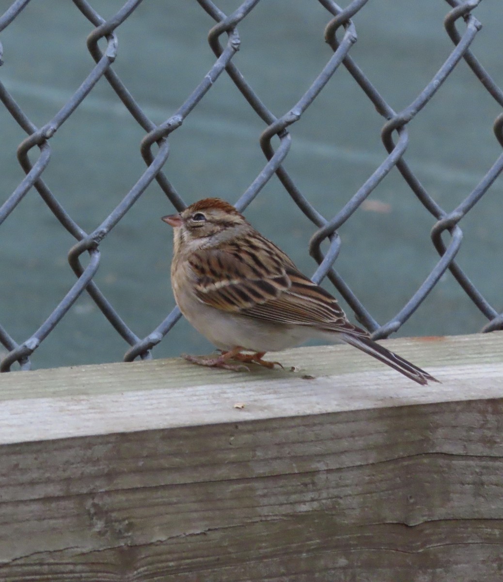 Карнатка білоброва - ML646996651